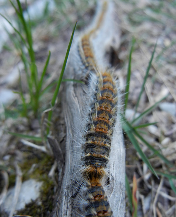 Processionaria del pino.....Thaumetopoea pityocampa (TN)